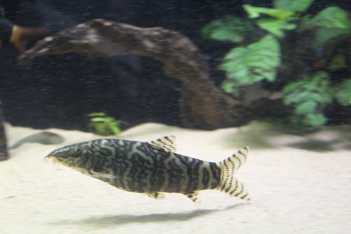 Science Museum «Discovery World», reviews and photos, 500 N Harbor Dr, Milwaukee, WI 53202, USA