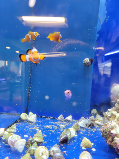 Tropical Fish Store «Aquatic Wildlife Co», reviews and photos, 70 Buckland Rd, South Windsor, CT 06074, USA
