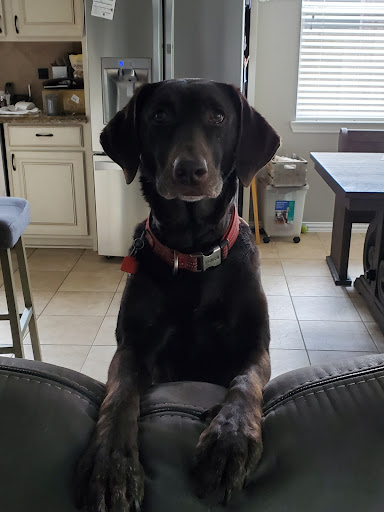 Pet Supply Store «Pet Supermarket», reviews and photos, 14044 Grant Rd Ste 200, Cypress, TX 77429, USA