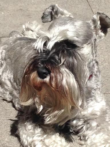 Consulta Veterinaria Petconsult - Pajareria Nieves en Ponferrada