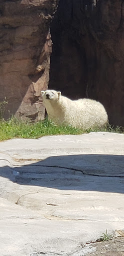 Zoo «Arctic Ring of Life», reviews and photos, 8450 W 10 Mile Rd, Royal Oak, MI 48067, USA