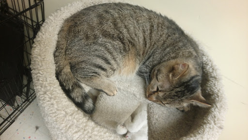 Pet Supply Store «Petco», reviews and photos, 590 E Waterfront Dr, Homestead, PA 15120, USA