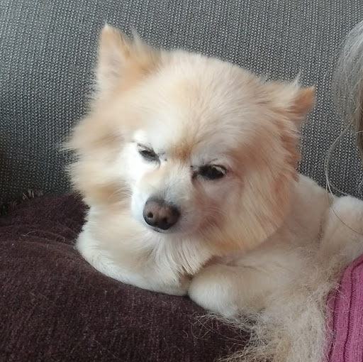 Pet Groomer «Dog House Grooming Shop», reviews and photos, 103 Mohawk Dr, Portsmouth, VA 23701, USA