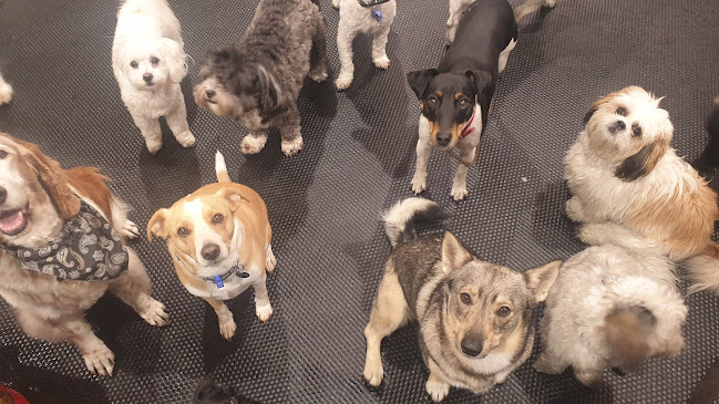 Comments and reviews of Scallywags Doggy Daycare