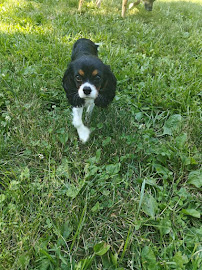 Wagging Tails Pet Sitting - Photo 6 - Car repair in , Lexington