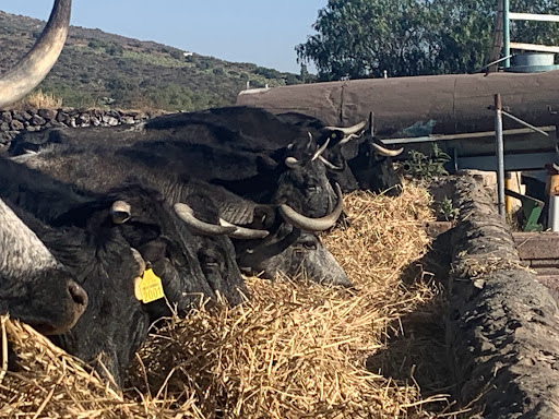 Hacienda El Berrinche Ganadería de Toros de Lidia