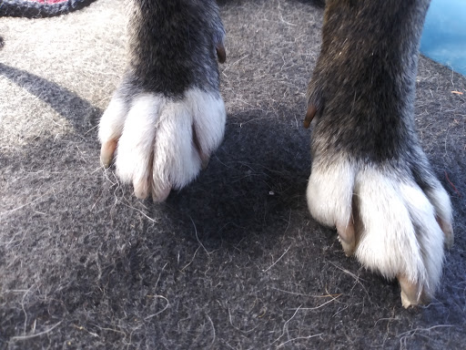 Pet Supply Store «PetSmart», reviews and photos, 7765 Airport Blvd #901, Mobile, AL 36608, USA