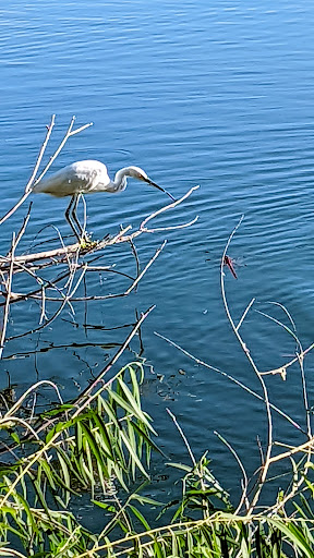 National Reserve «Riparian Preserve at Water Ranch», reviews and photos, 2757 E Guadalupe Rd, Gilbert, AZ 85234, USA