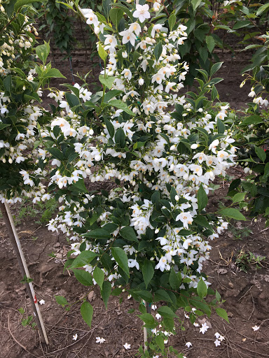 Auto Repair Shop «808 AUTOMOTIVE, LLC», reviews and photos, 29758 S Barlow Rd, Canby, OR 97013, USA