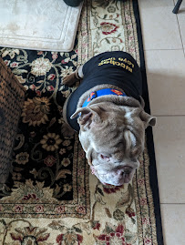 Pet Supplies Plus New Port Richey - Photo 9 - Car repair in New Port Richey, FL, Spring Hill