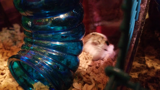 Pet Store «Pet Depot», reviews and photos, 22069 US-72 i, Athens, AL 35613, USA