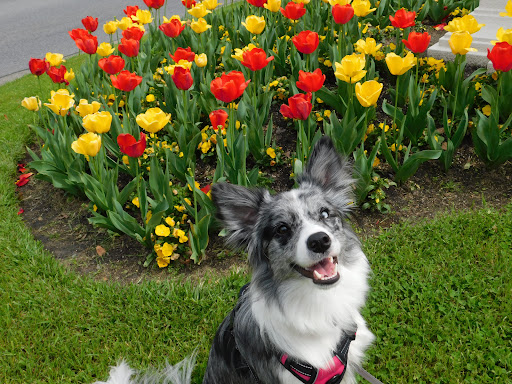 Insurance Agency «Polly Piland - State Farm Insurance Agent», reviews and photos