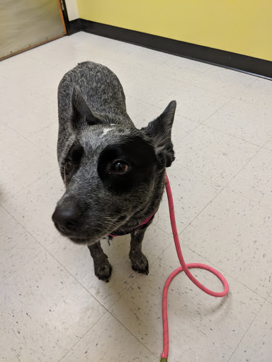 Pet Supply Store «PetSmart», reviews and photos, 30 Malphrus Rd, Bluffton, SC 29910, USA