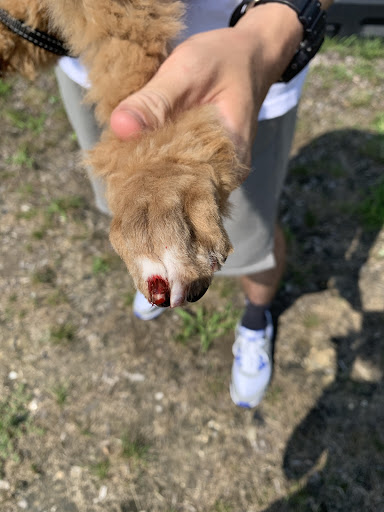 Pet Supply Store «Dog Krazy, Inc.», reviews and photos, 10681 Spotsylvania Ave, Fredericksburg, VA 22408, USA