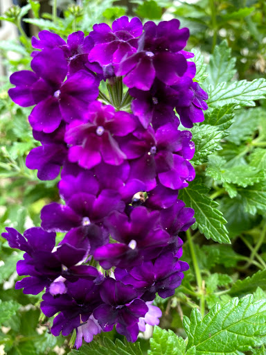 Florist «Snellville Florist», reviews and photos, 2320 Henry Clower Blvd SW, Snellville, GA 30078, USA