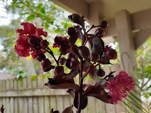 Plant Nursery «Wilcox Nursery», reviews and photos, 12501 Indian Rocks Rd, Largo, FL 33774, USA