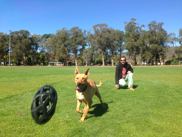Pablo's Dogs - Dog trainer