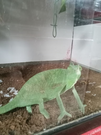 Pet Store «Pet Source 1901», reviews and photos, 1901 W 8th St B, Los Angeles, CA 90057, USA