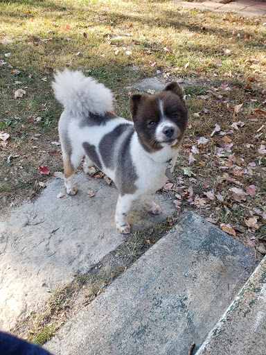 Dog Trainer «Mad 4 My Dog», reviews and photos, 702 E Temperance St, Ellettsville, IN 47429, USA