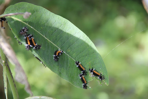 Park «Watkins Regional Park», reviews and photos, 301 Watkins Park Dr, Upper Marlboro, MD 20774, USA