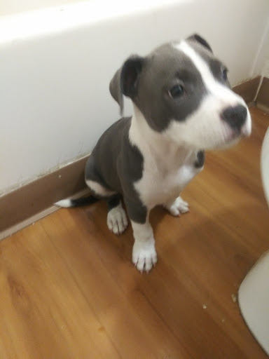 Pet Supply Store «Tempe Feed & Tack», reviews and photos, 1041 W University Dr, Tempe, AZ 85281, USA