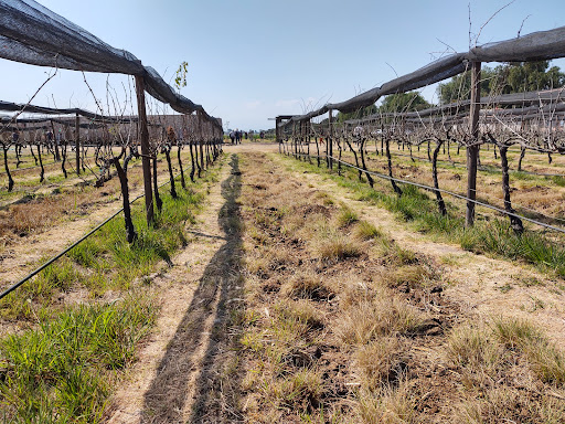 Viñedo Tierra De Alonso