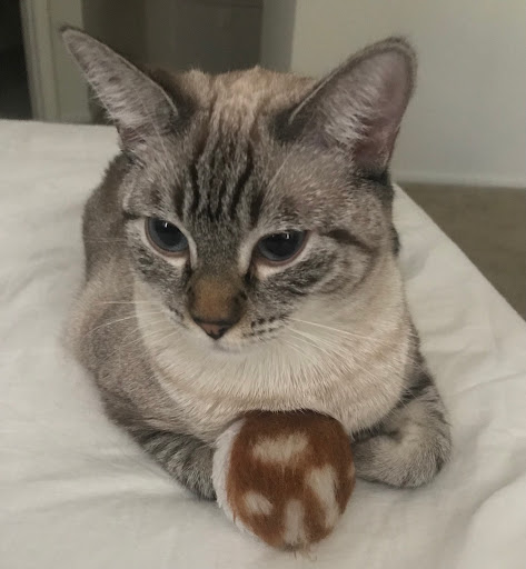 Pet Supply Store «PetSmart», reviews and photos, 12051 W Sunrise Blvd, Plantation, FL 33323, USA