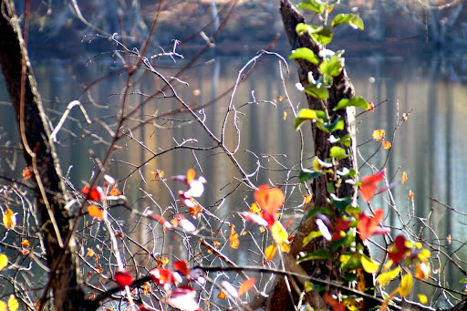 State Park «Cochituate State Park», reviews and photos, 43 Commonwealth Rd, Natick, MA 01760, USA