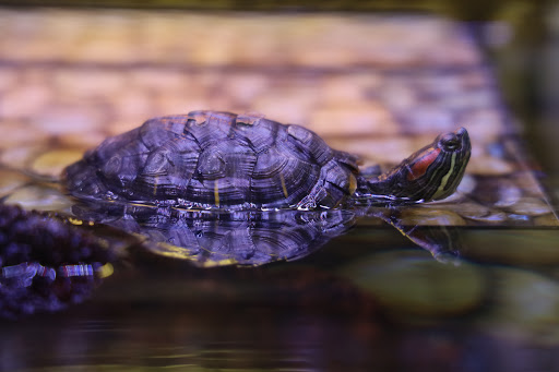 Pet Supply Store «Petco Animal Supplies», reviews and photos, 4013 W Walnut St, Rogers, AR 72756, USA