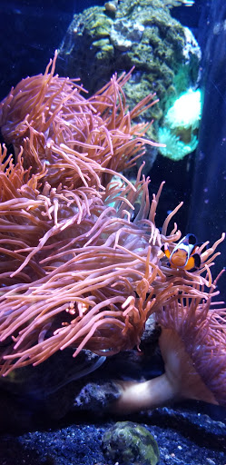 Tropical Fish Store «Aquarium Shoppe», reviews and photos, 2246 S Campbell Ave, Springfield, MO 65807, USA