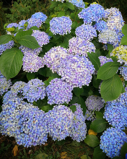 Collings Park Community Garden