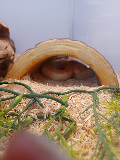 Pet Supply Store «Pet Supermarket», reviews and photos, 3821 S Cobb Dr, Smyrna, GA 30080, USA