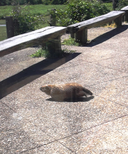 Educational Institution «The Audubon Society of Rhode Island Environmental Education Center», reviews and photos, 1401 Hope St, Bristol, RI 02809, USA