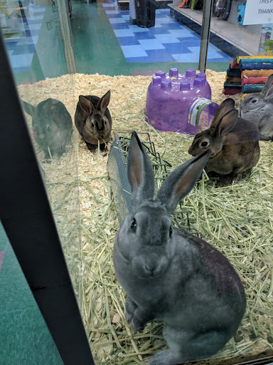Pet Store «Petland Fairfax», reviews and photos, 9404 Main Street, Fairfax, VA 22031, USA