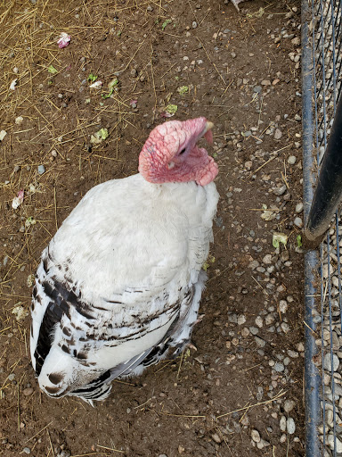 Pet Store «Zoo Creatures Pet Store», reviews and photos, 149 Plaistow Rd, Plaistow, NH 03865, USA