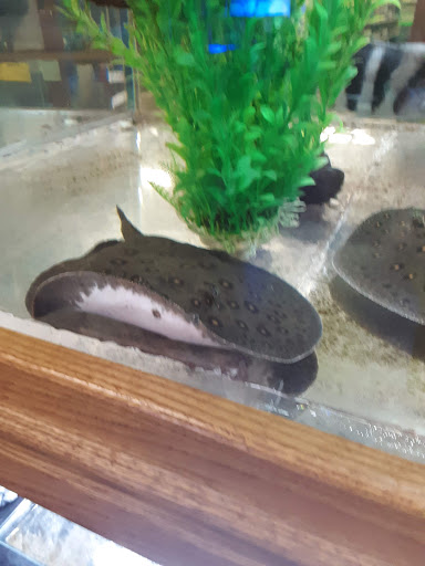 Pet Store «The Pet Zone», reviews and photos, 20 W Oak St, Pittston, PA 18640, USA