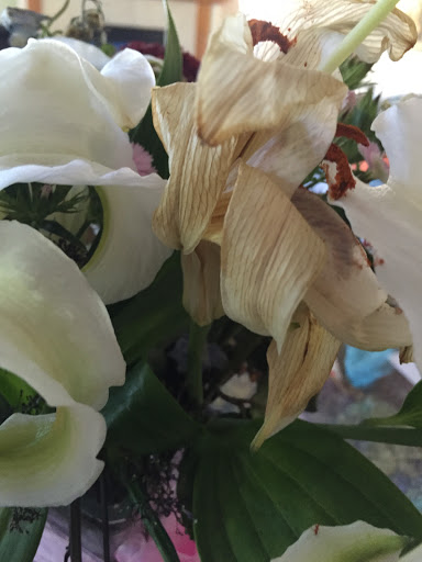 Florist «KaBloom», reviews and photos, 305 Harvard St, Brookline, MA 02446, USA