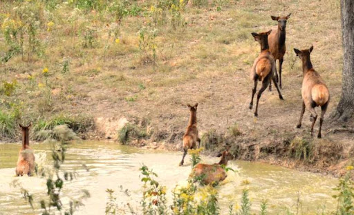Nature Preserve «Elk and Bison Prairie», reviews and photos, Elk & Bison Prairie Rd, Golden Pond, KY 42211, USA