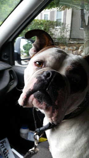 Pet Groomer «Weymouth Dog Shop», reviews and photos, 1192 Washington St, East Weymouth, MA 02189, USA