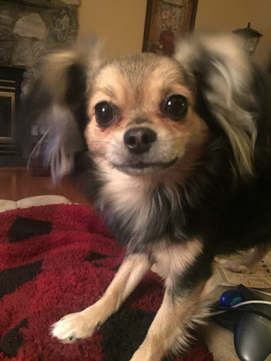 Pet Store «Pet Valu», reviews and photos, 401 Harmony Rd, Gibbstown, NJ 08027, USA