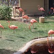 Flamingo exhibit