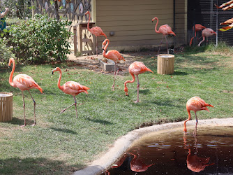 Flamingo exhibit
