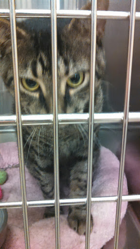 Pet Supply Store «PetSmart», reviews and photos, 1421 Carl D Silver Parkway, Fredericksburg, VA 22401, USA