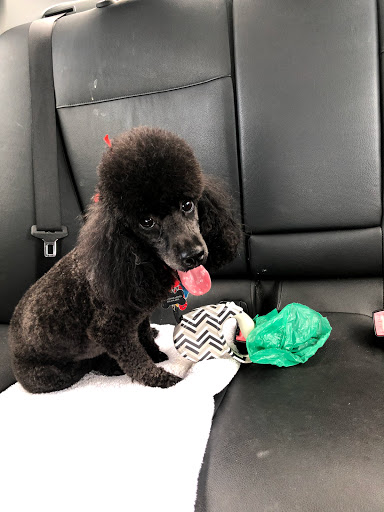 Pet Supply Store «PetSmart», reviews and photos, 3 McKenna Rd, Arden, NC 28704, USA