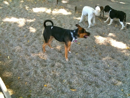 Dog Park «Wiggly Field Dog Friendly Area», reviews and photos, 2645 N Sheffield Ave, Chicago, IL 60614, USA