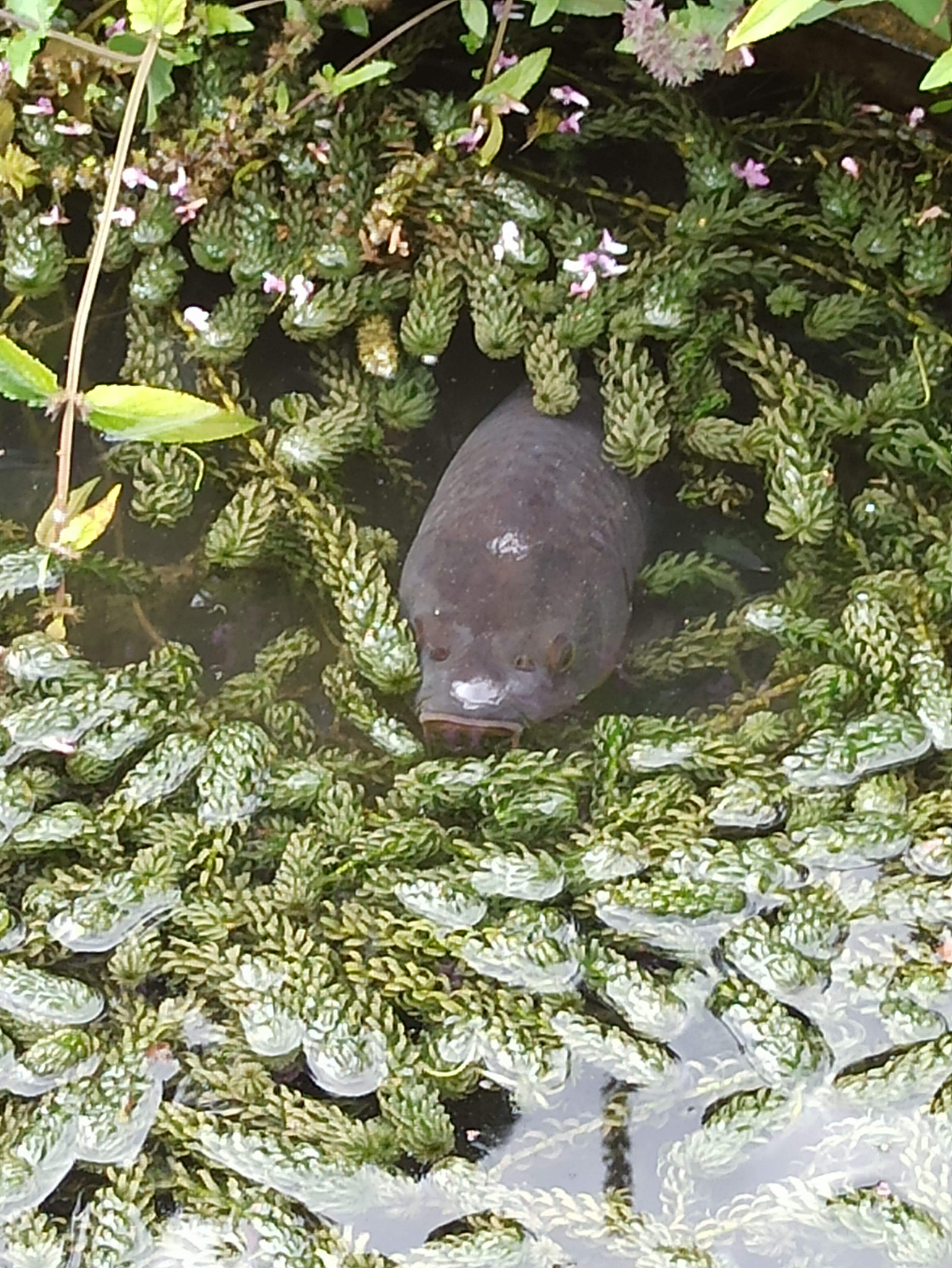Photo n° 2 de l'avis de Veltas. fait le 22/09/2018 à 11:55