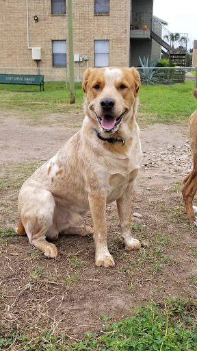 VCA Oso Creek Animal Hospital and Emergency Center