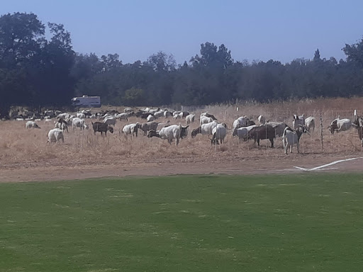 Park «Maidu Regional Park», reviews and photos, 1550 Maidu Dr, Roseville, CA 95661, USA