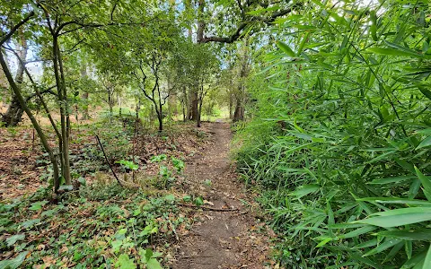 Constantia Greenbelt and Forest image