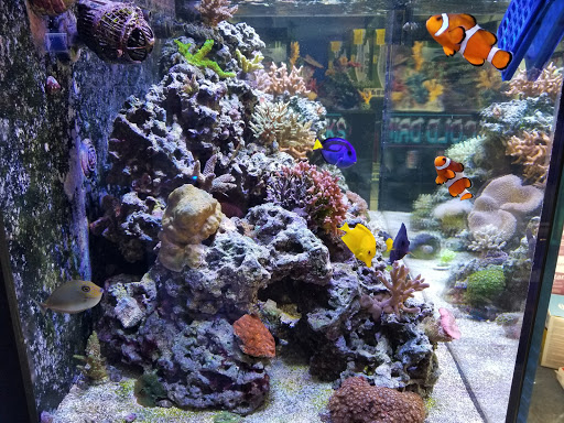 Aquarium Shop «Sea Creature Aquarium», reviews and photos, 1455 Mineral Spring Ave, North Providence, RI 02904, USA